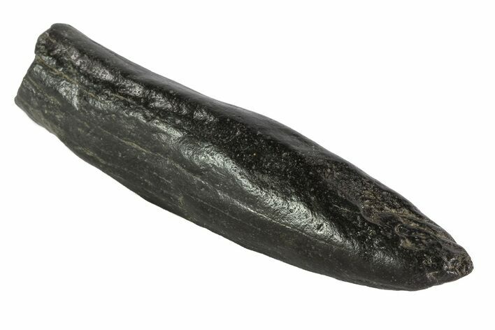 Fossil Pygmy Sperm Whale (Kogiopsis) Tooth #78238